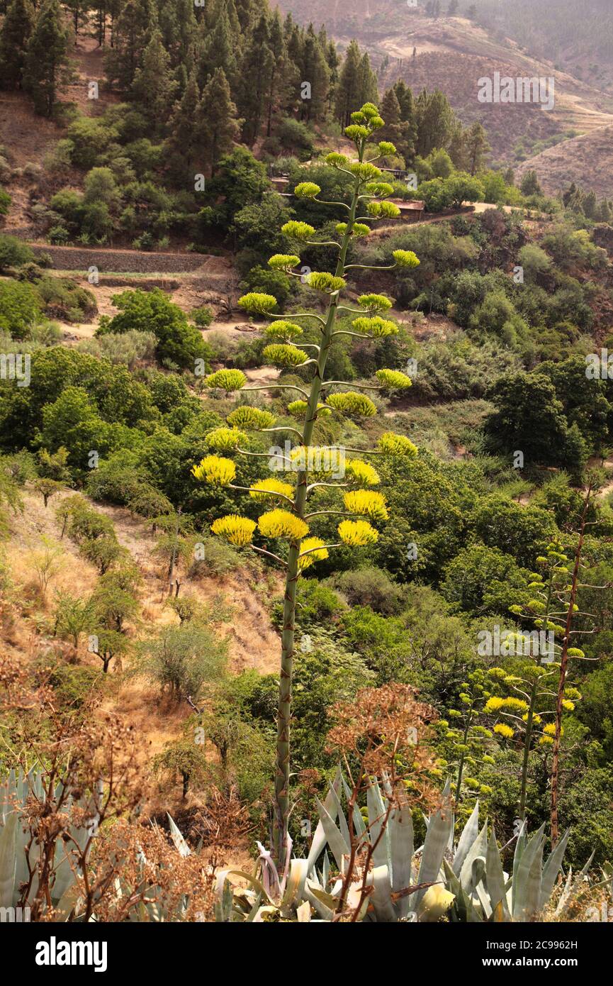 Flora of Gran Canaria - forming flowering spike of Agave americana, sentry  plant, intoduced and invasive special natural floral background Stock Photo  - Alamy