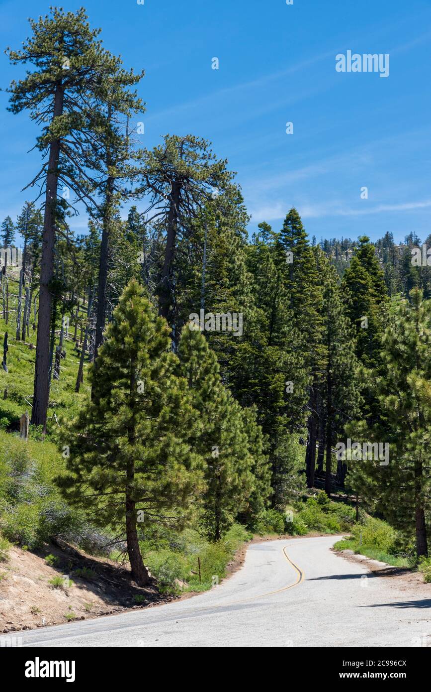 Mountain road leading down hill with double yellow lines in tall green forest. Stock Photo