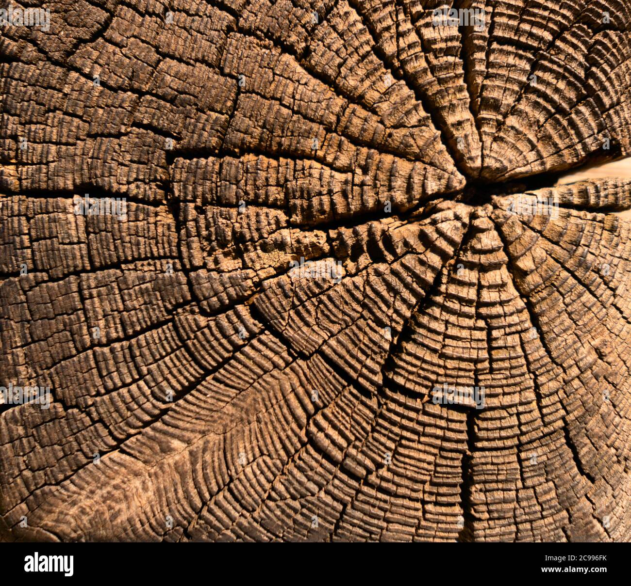 Annual Wood Circles - Pieces Of Wood With Annual Rings Stock Photo, Picture  and Royalty Free Image. Image 6331071.