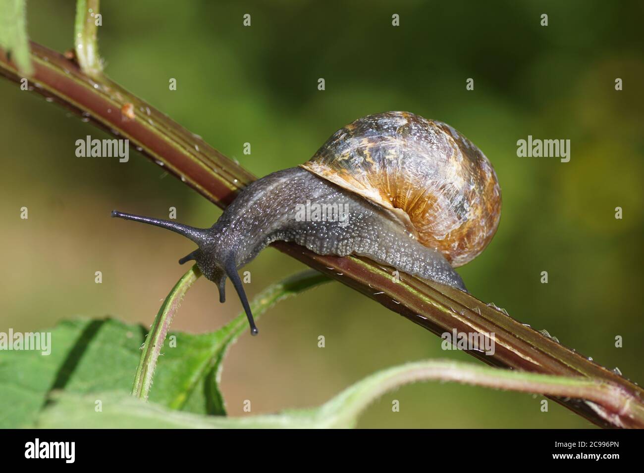 Garden snail (Cornu aspersum) crawling on a stem of a plant. Family land snails ( Helicidae). July, in a Dutch garden. Stock Photo