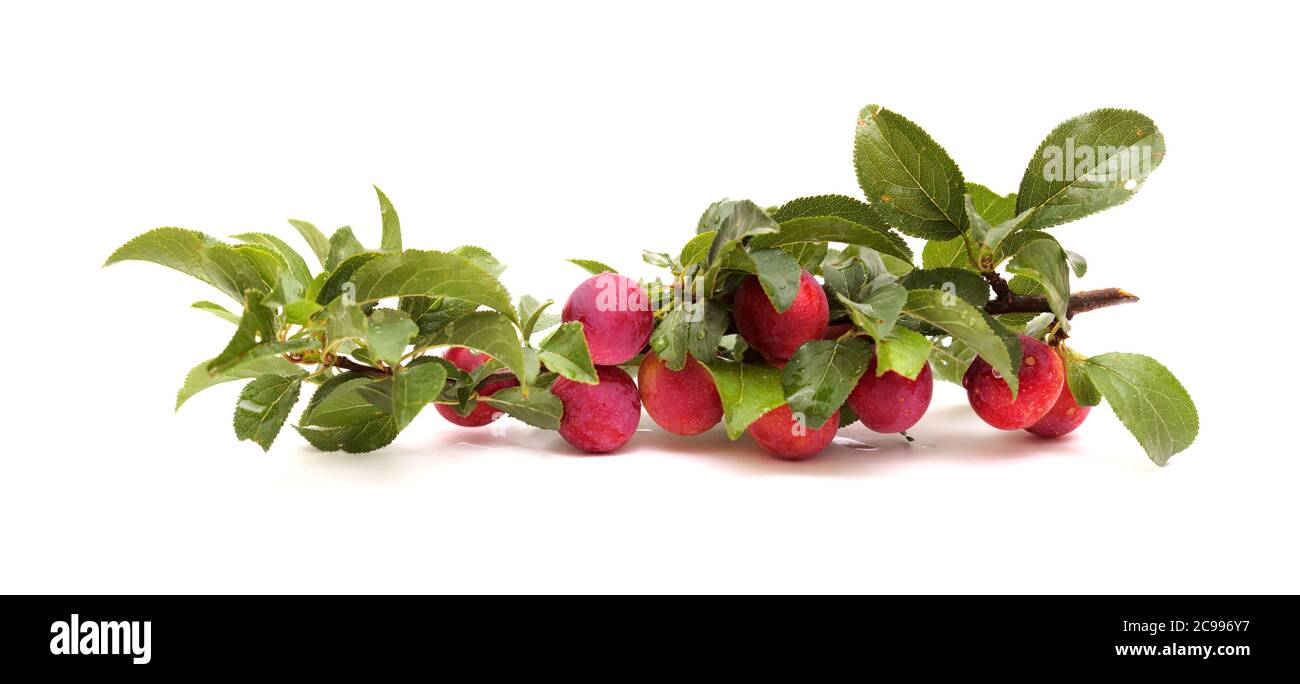 Small cherry plums, isolated on white background Stock Photo