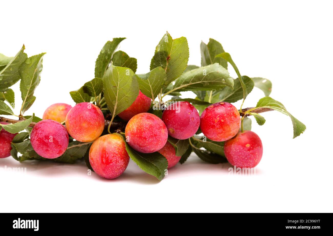 Small cherry plums, isolated on white background Stock Photo
