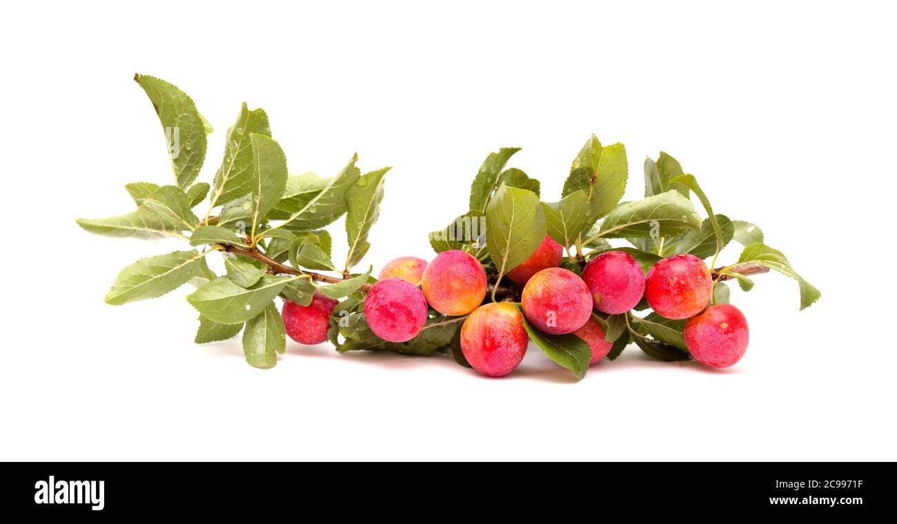 Small cherry plums, isolated on white background Stock Photo