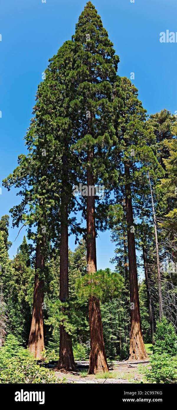 From a distance, looking up at giant Sequoia trees over 100 feet high. Stock Photo