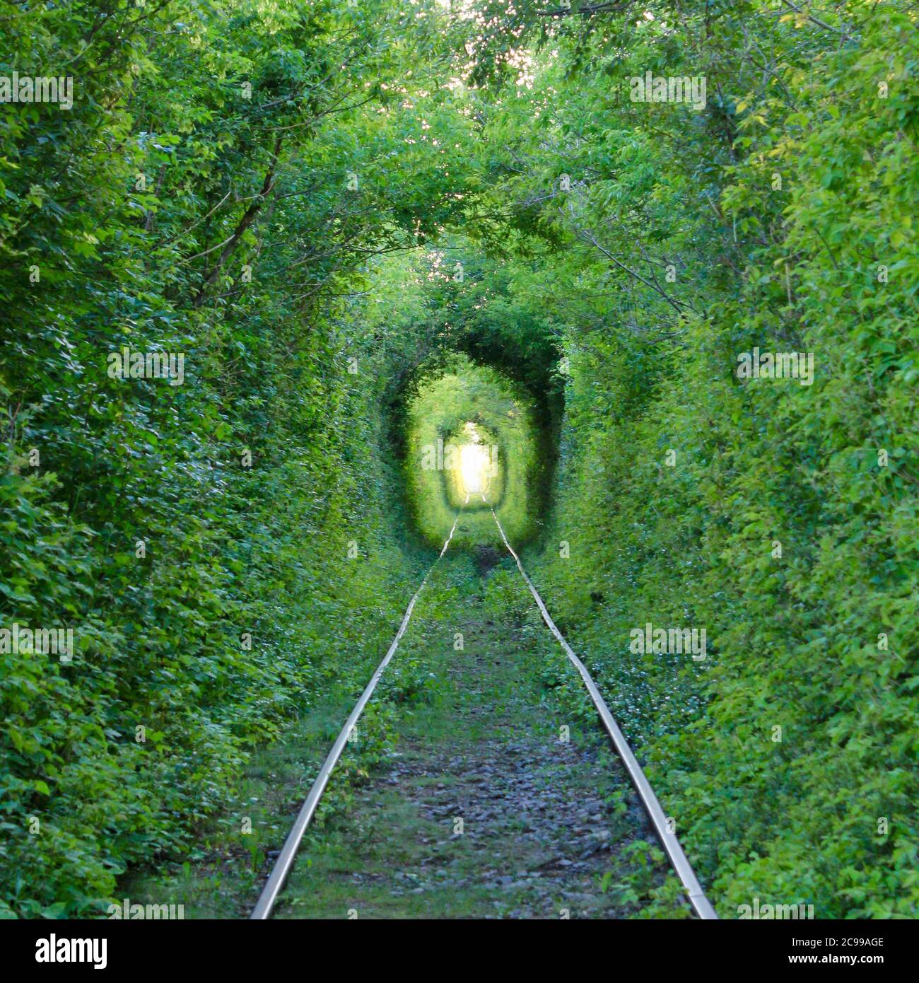 The Tunnel of Love. Wonders of nature. A natural arch formed by intertwined trees above a railway. Arch of Green tunnel of trees in the forest Stock Photo