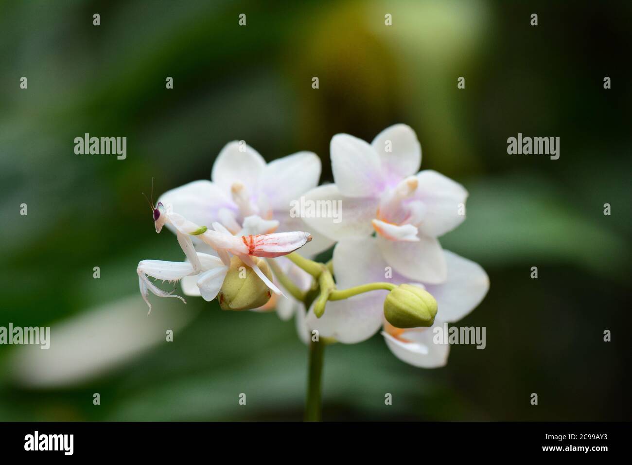 An Orchid Mantis on an orchid Stock Photo