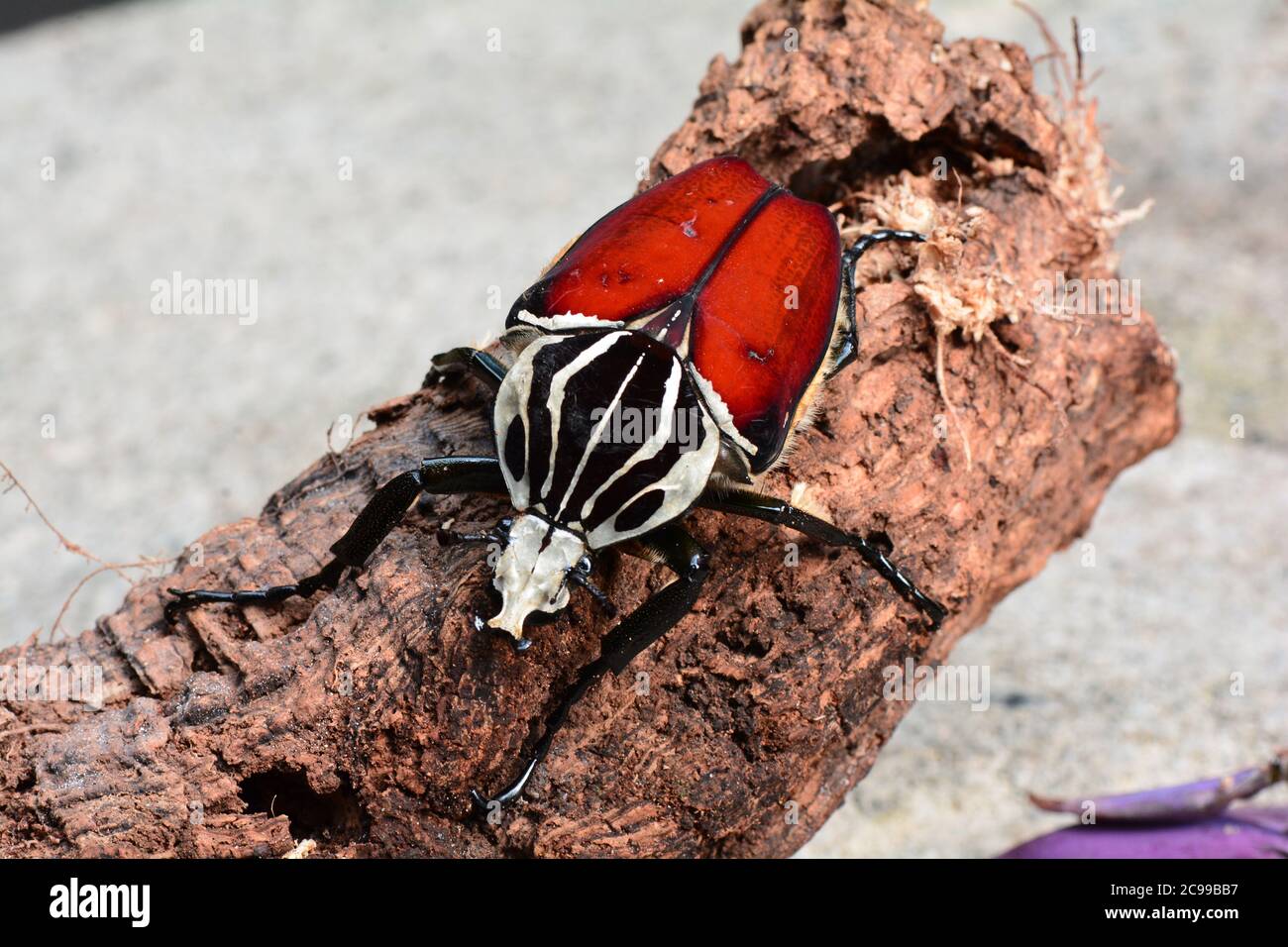A Giant Goliath beetle Stock Photo