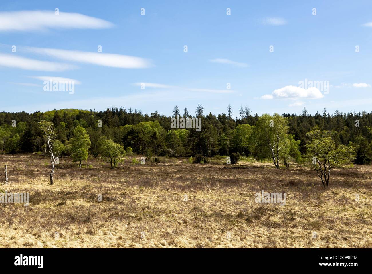 The moor 'Egedalsmosen' in spring. The landscape Egedalen stretches from Aashøj, 104 meters above sea level and the highest point in Gjern Bakker to t Stock Photo