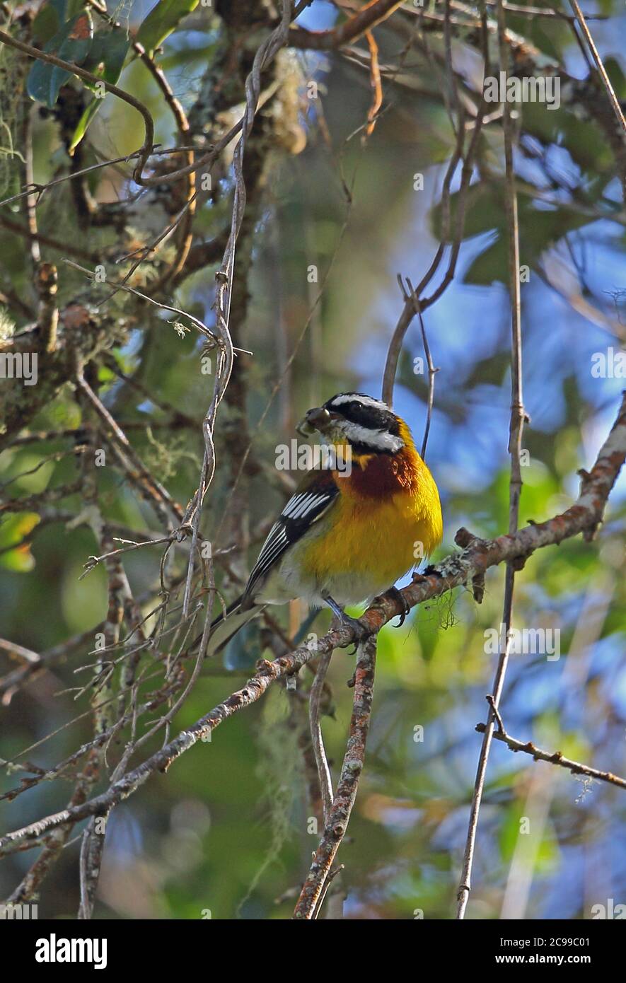 Hispaniolan Spindalis (Spindalis dominicensis) adult male perched on twig feeding on fruit (endemic species)  Bahoruco Mountains NP, Dominican Republi Stock Photo