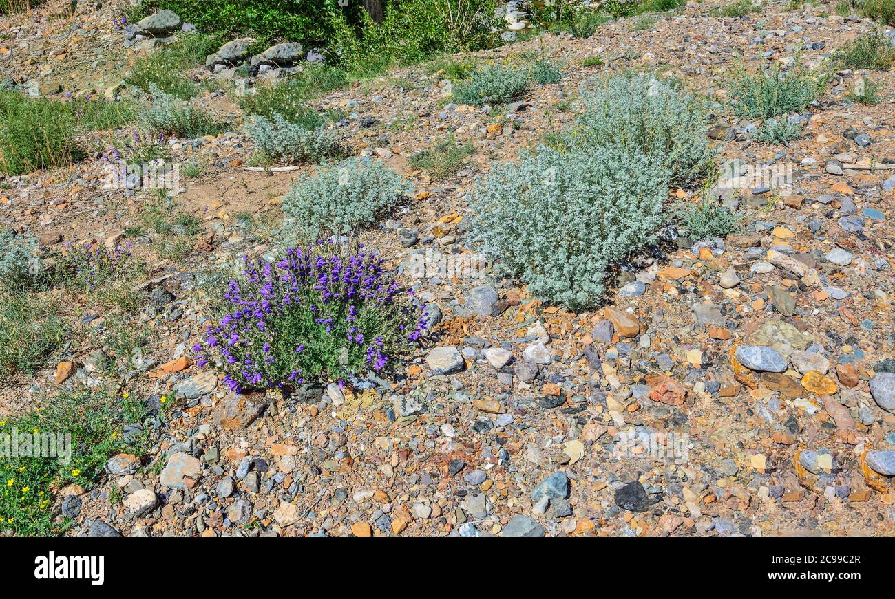 Medicinal herbs Sagebrush (Artemisia rutifolia) and blue flowers of Dracocephalum grandiflorum among sand and stones in steppe landscape of Altai moun Stock Photo