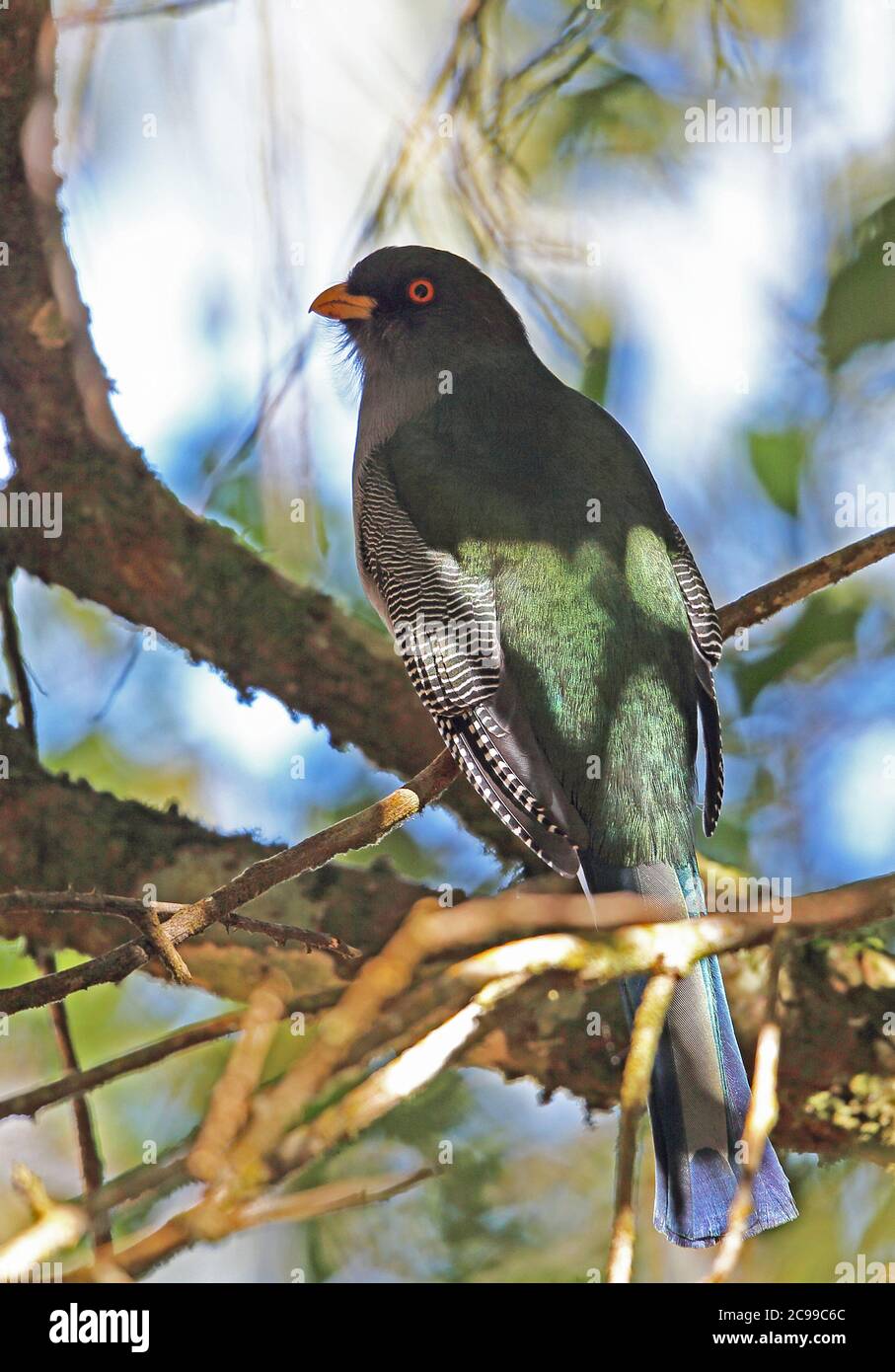 Hispaniolan Trogon (Priotelus roseigaster) adult male perched on branch  (endemic species)  Bahoruco Mountains NP, Dominican Republic Stock Photo