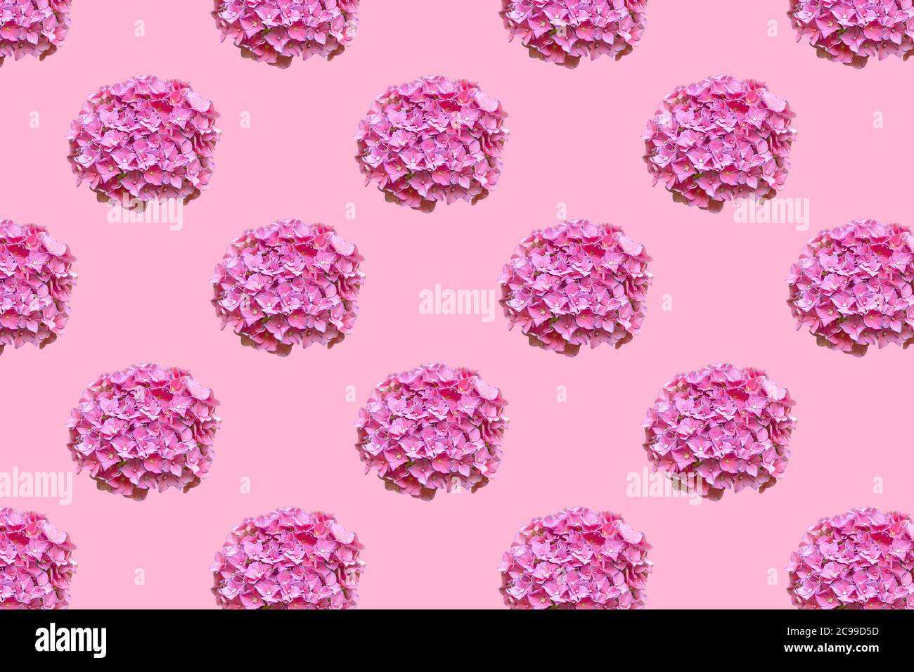 Hydrangea common names hydrangea or hortensia. Seamless pattern of beautiful pink flower hortensia on pink background. Flat lay. Stock Photo