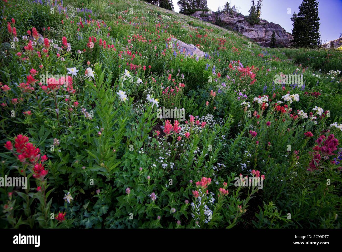 High mountain wildflowers. The Albion Basin in Alta, Utah, USA is world