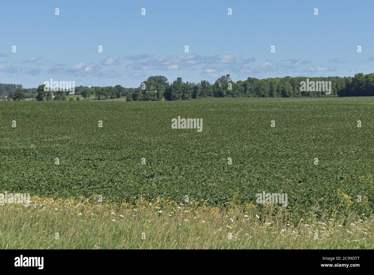 farm field full of soy beans and an old barn Stock Photo - Alamy