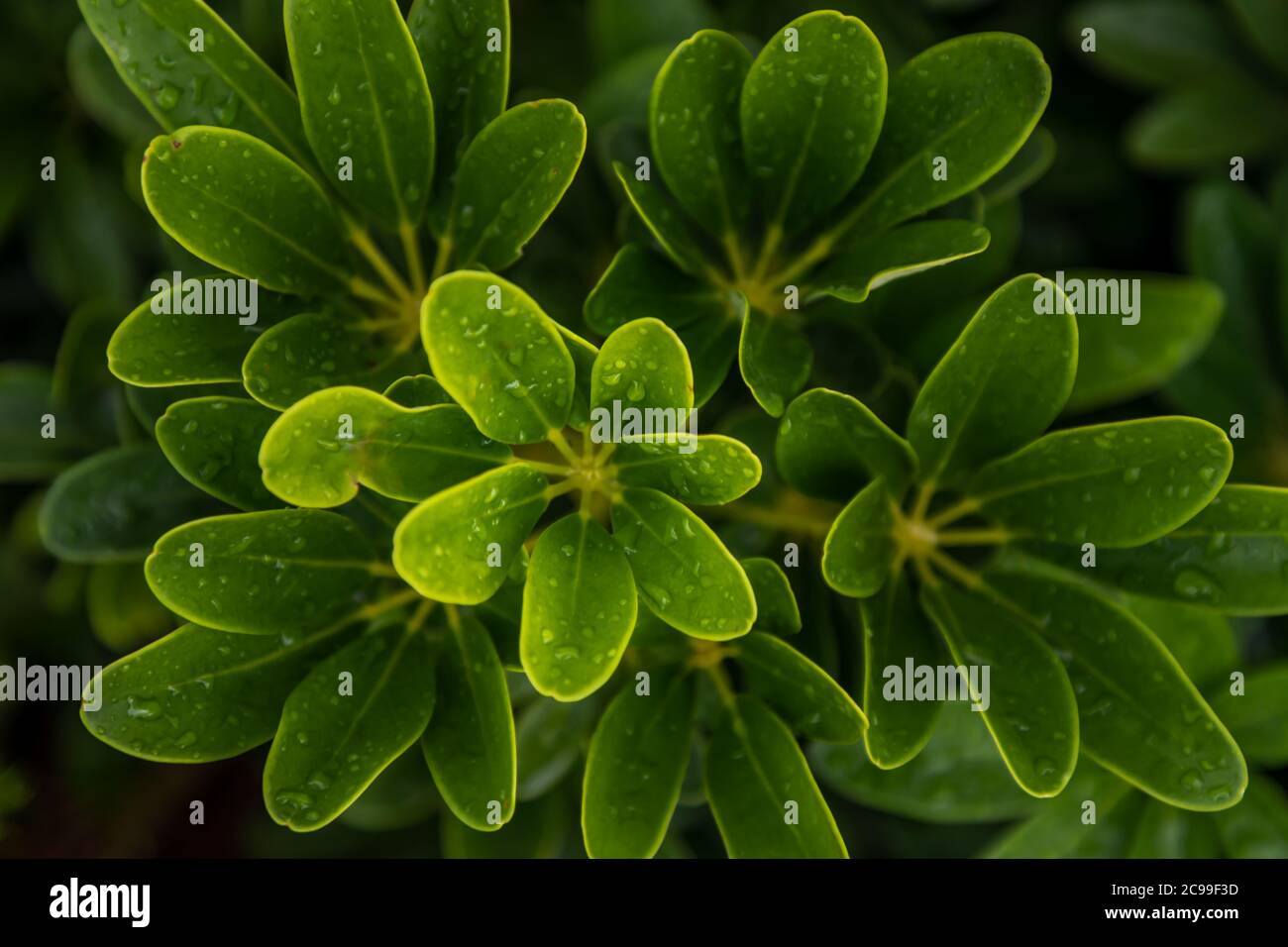 Water drops on Schefflera actinophylla leaves beautifully blooming in garden. No focus, specifically. Stock Photo