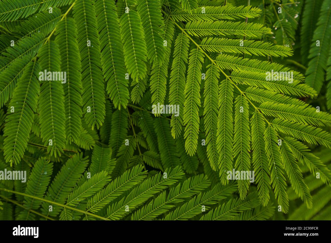 Detail Of Small Green Leaves Of Persian Silk Tree Albizia Julibrissin In Garden No Focus Specifically Stock Photo Alamy