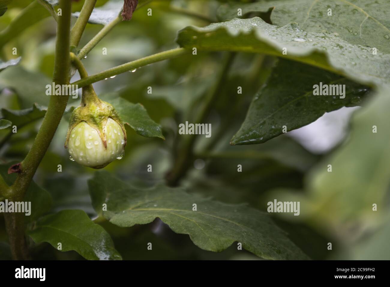 Water drops on thai eggplant tree beautifully blooming in vegetable