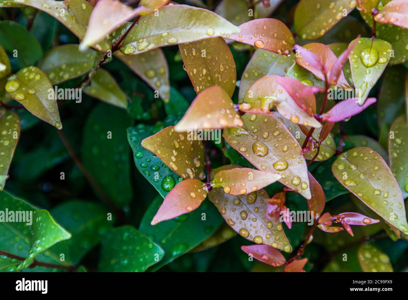Water drops on Red leaf photinia of Photinia glabra Robin. Flower's leaves beautifully blooming in garden. Selective focus. Stock Photo