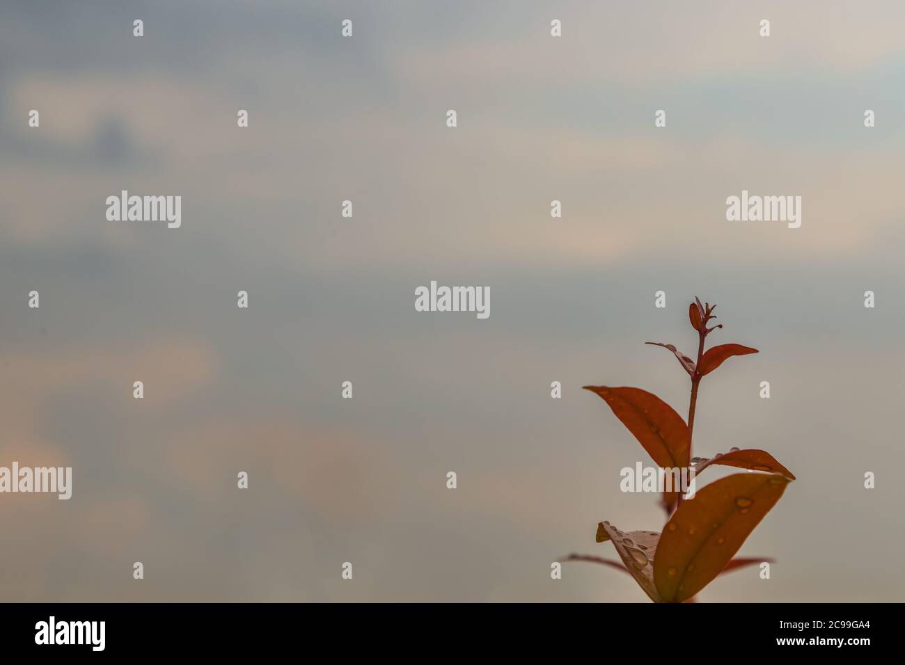 Leaves are raised to receive soft sunlight in the morning. Copy space, Selective focus. Stock Photo