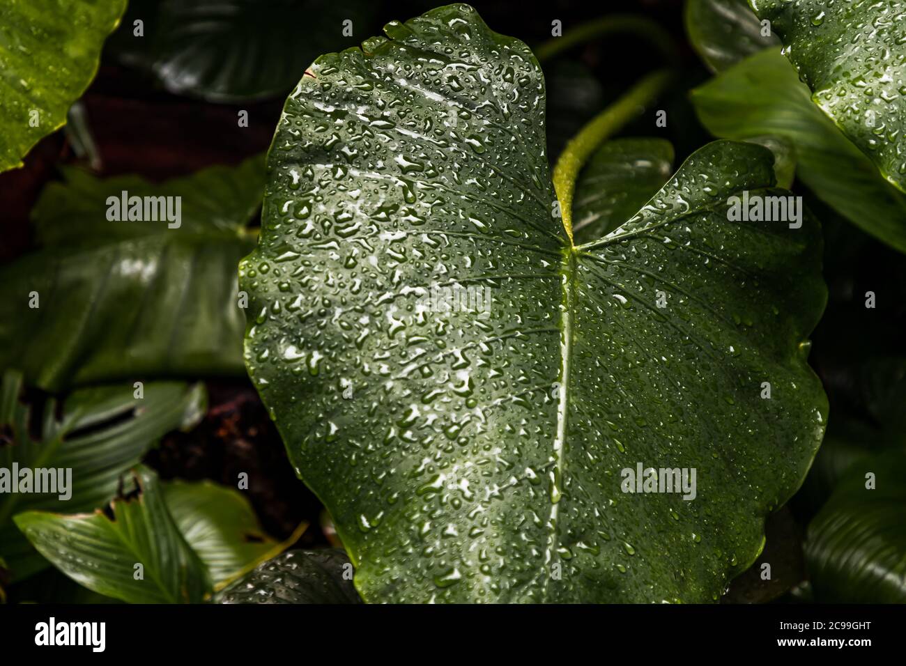 Close-up of Water drops on Philodendron melinonii brongn green background leaves. Selective focus. Stock Photo