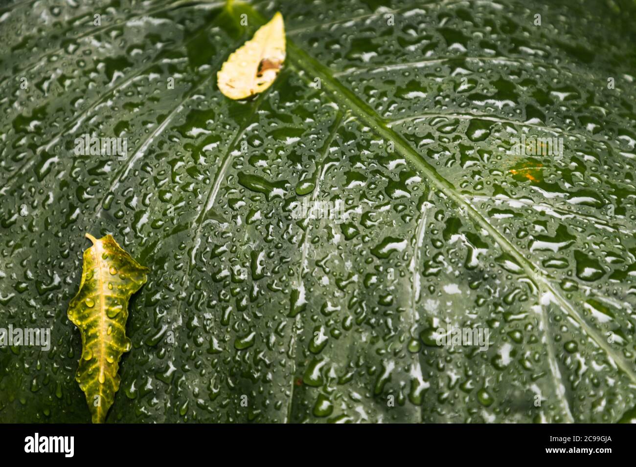 Close-up of Water drops on Philodendron melinonii brongn green background leaves. Selective focus. Stock Photo