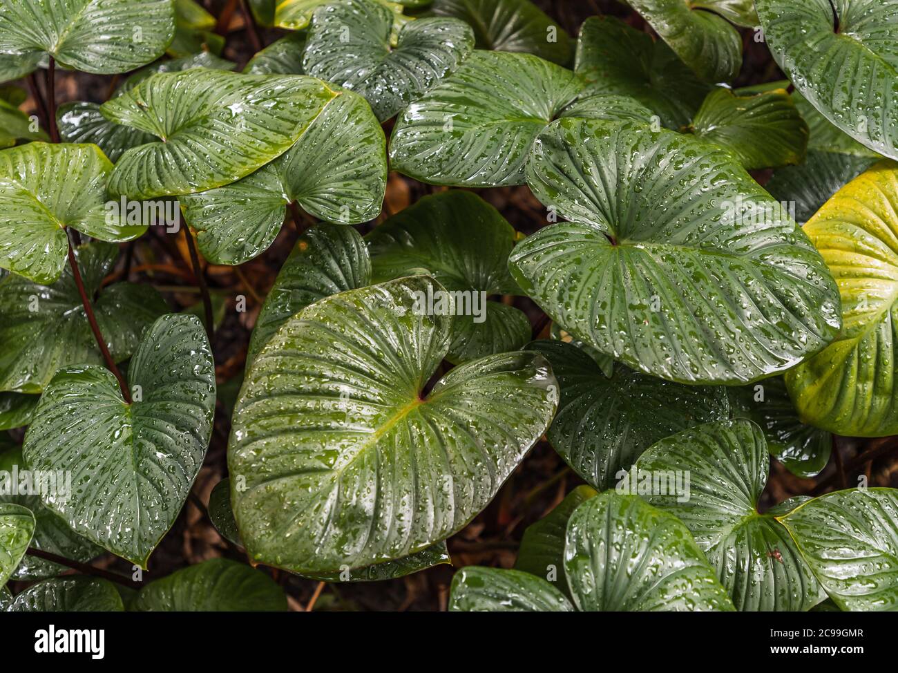 Water drops on Philodendron melinonii brongn green background leaves. Selective focus. Stock Photo