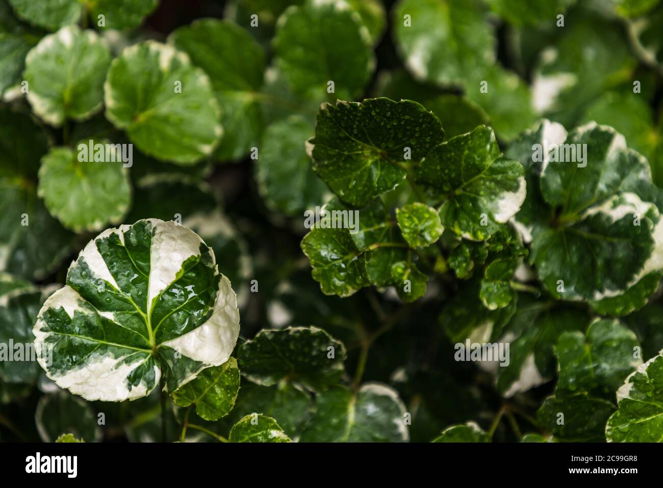 Green and White Stripe Leaves of Polyscias scutellaria Plants for Garden Decoration. Ecological Concept, Ornamental plants. Selective focus. Stock Photo