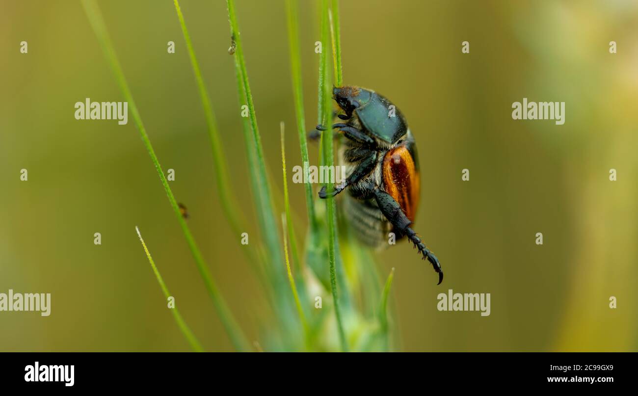Close up of a wheat chafer Stock Photo