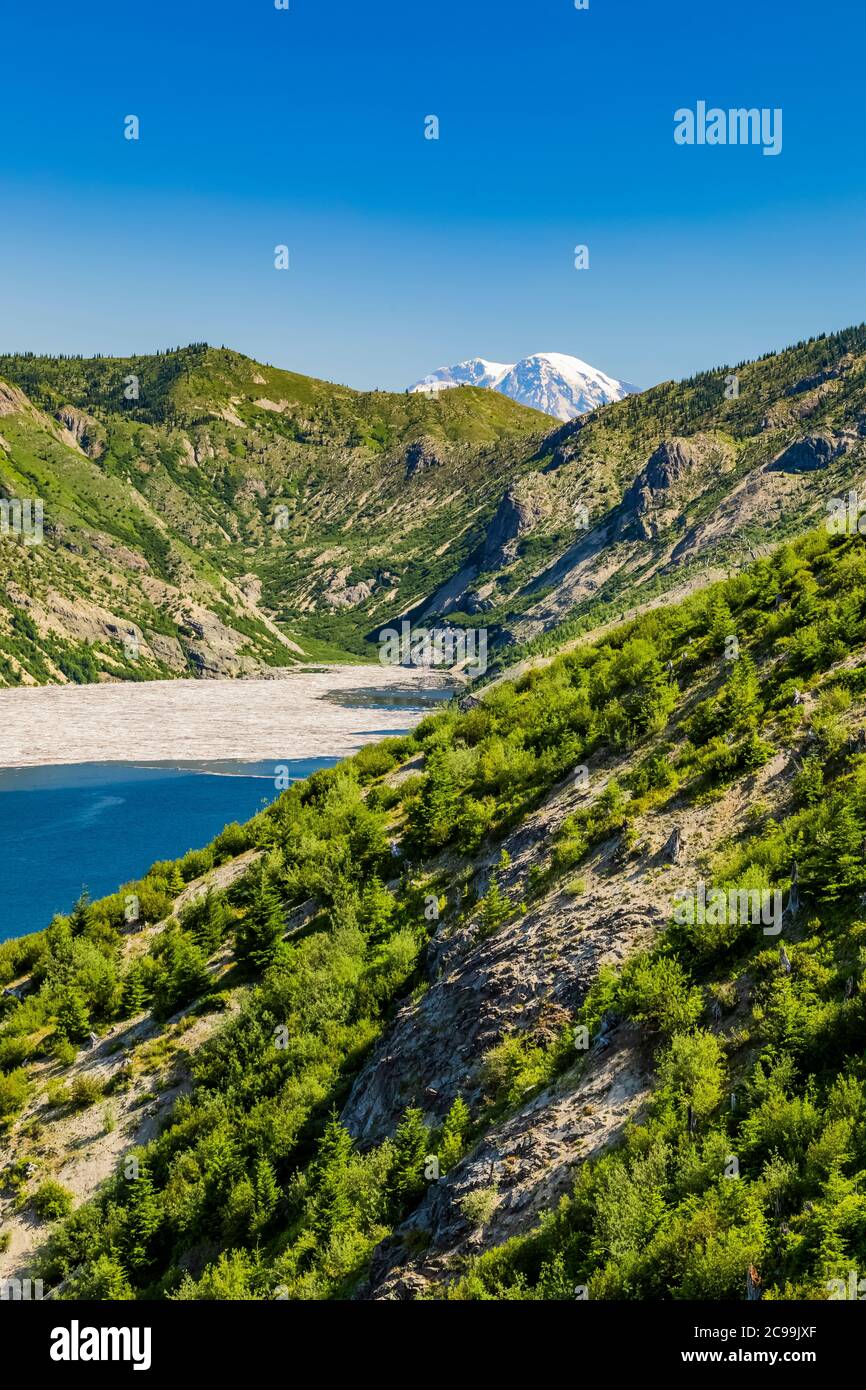 Spirit Lake with floating logs, 40 years after the blast, with Mount