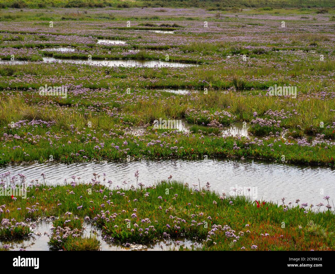 Limonium vulgare Common sea lavender on salt marshes North Norfolk coast July Stock Photo