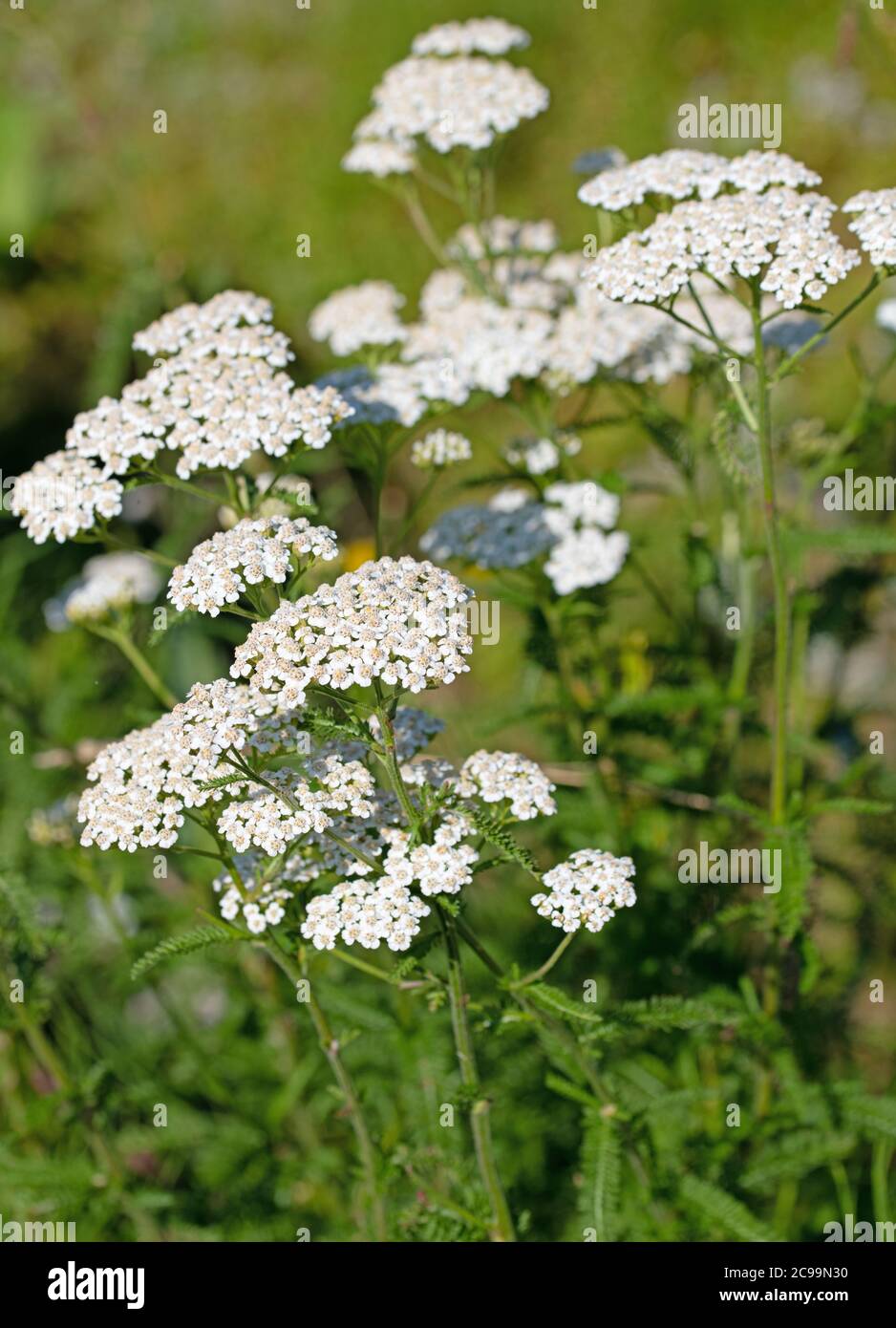 Flowering yarrow, Achillea, close up Stock Photo - Alamy