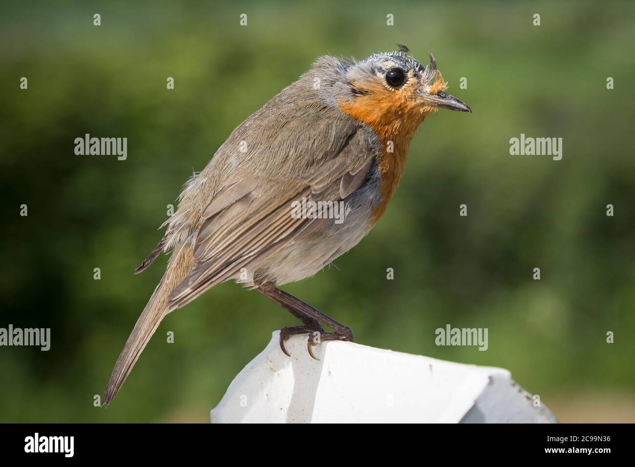 Bald-headed robin in moult sitting on a fence post Stock Photo