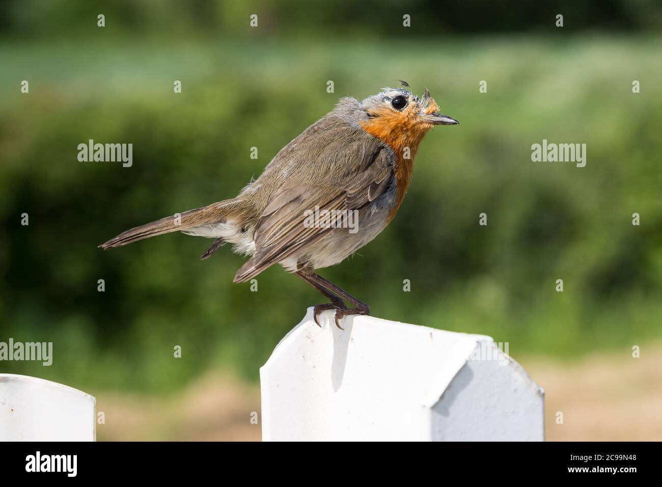 Bald-headed robin in moult sitting on a fence post Stock Photo