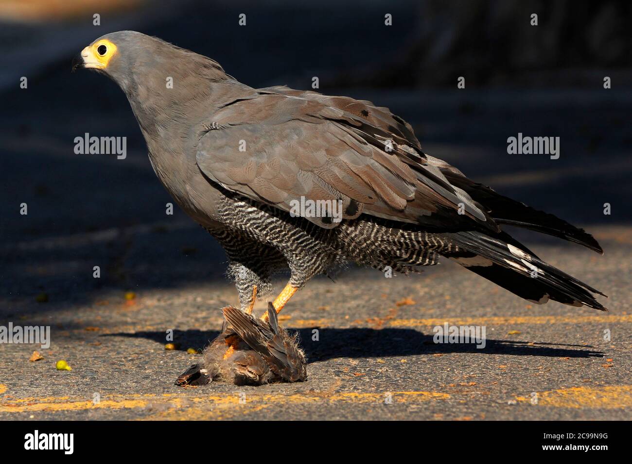 An adult African Harrier-hawk bird of prey photographed in the V&A  Waterfront in Cape Town feeding on a young bird it has caught Stock Photo -  Alamy
