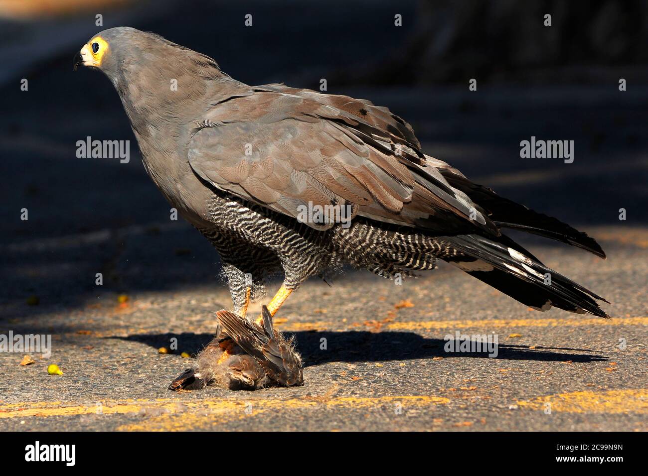 An adult African Harrier-hawk raptor photographed in the V&A Waterfront ...