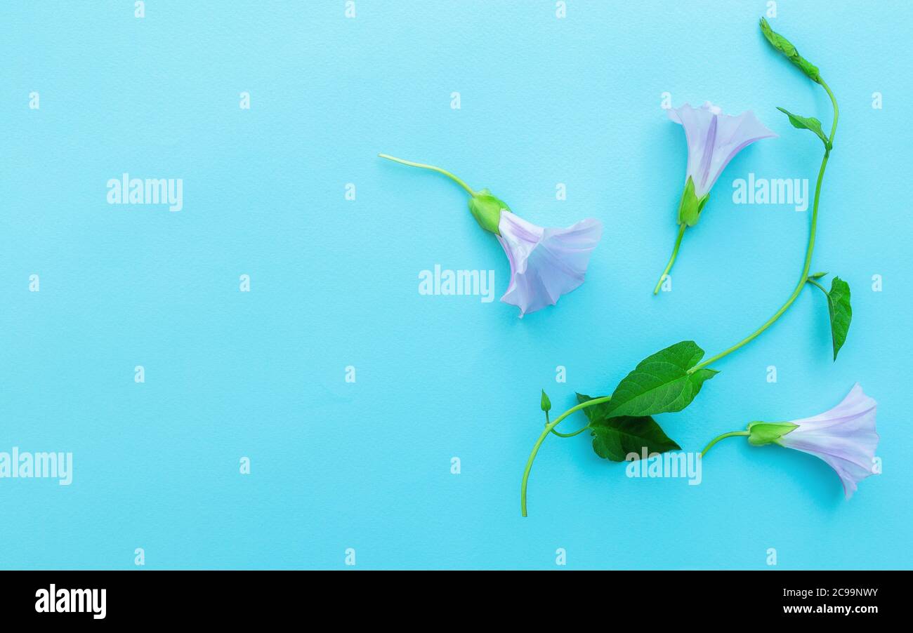 Branch and flowers of convolvulus on light blue background. Pink bindweed flowers. Space for text. Stock Photo