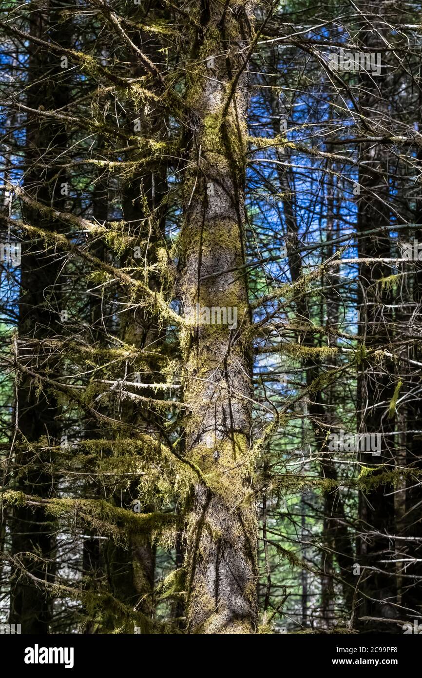 Spruce tree in Gifford Pinchot National Forest, Washington State, USA Stock Photo