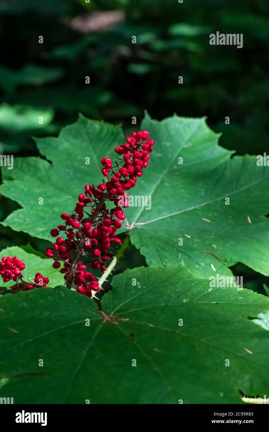 Devil's Club, Oplopanax horridus, with its bright red berries in Gifford Pinchot National Forest, Washington State, USA Stock Photo