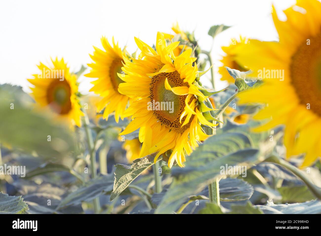 Beautiful vibrant sunflower field hi-res stock photography and images ...