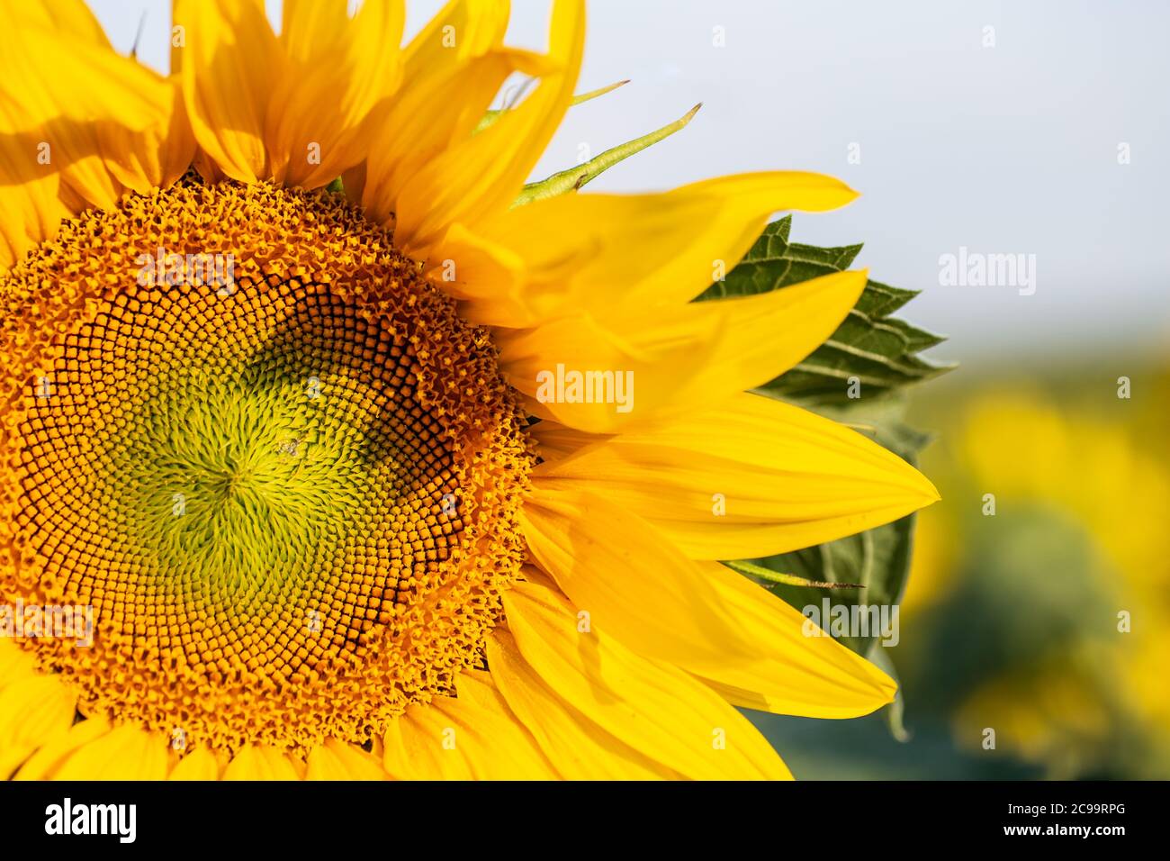 Close up many sunflower hi-res stock photography and images - Alamy