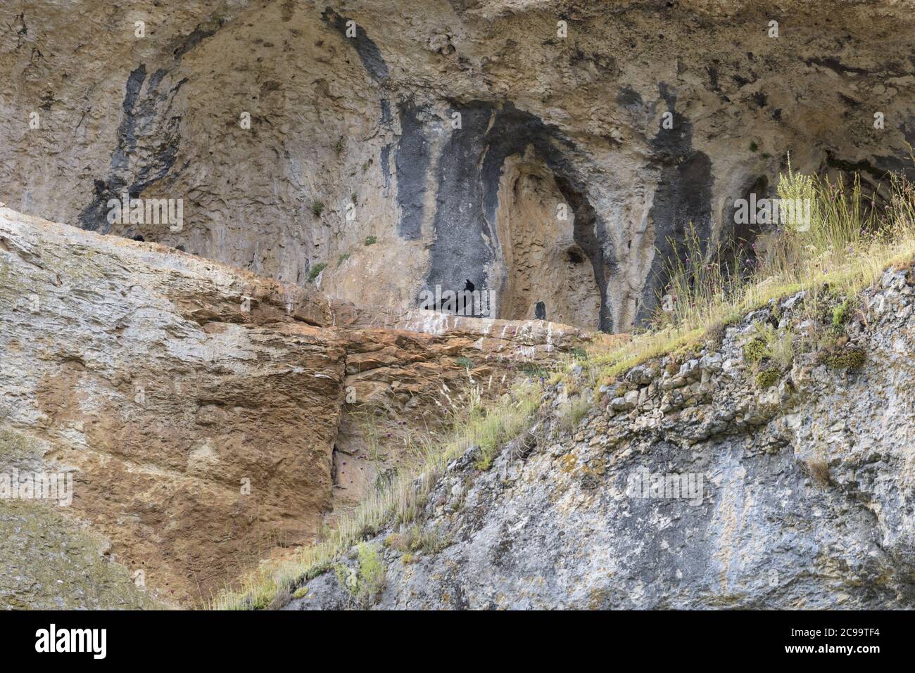 Raven on rock hi res stock photography and images Page 12 Alamy