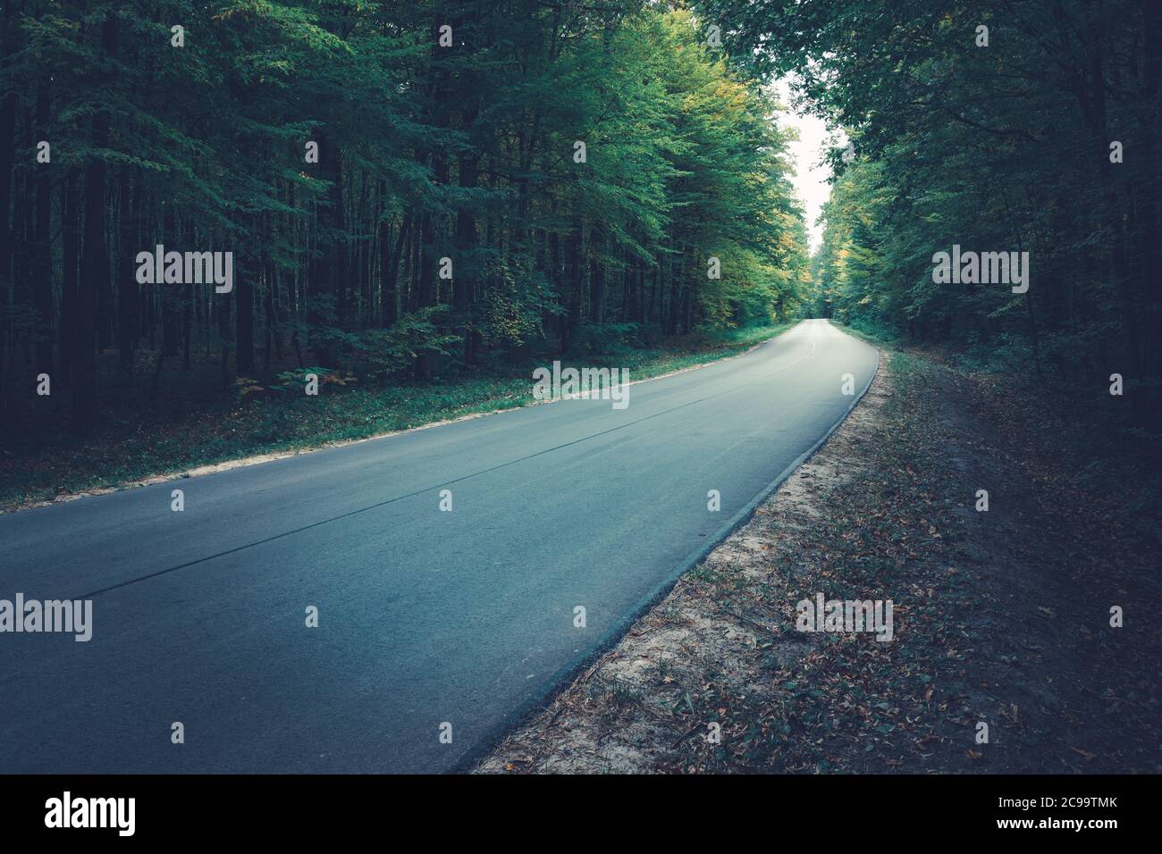 Asphalt road through a dark green forest Stock Photo - Alamy