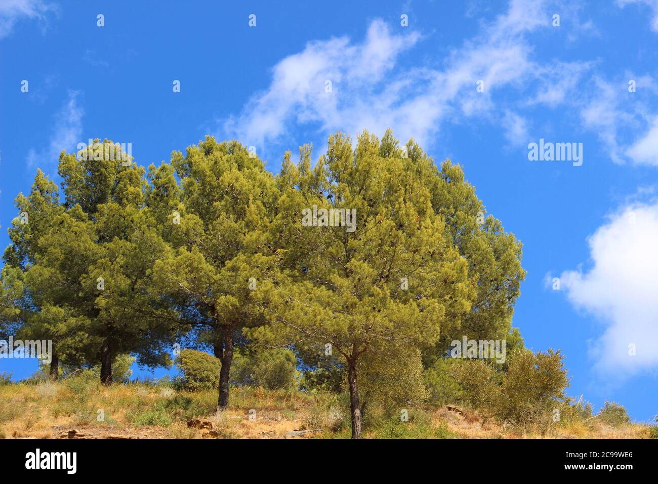 Beautiful shot of vibrant trees under the blue sky Stock Photo - Alamy
