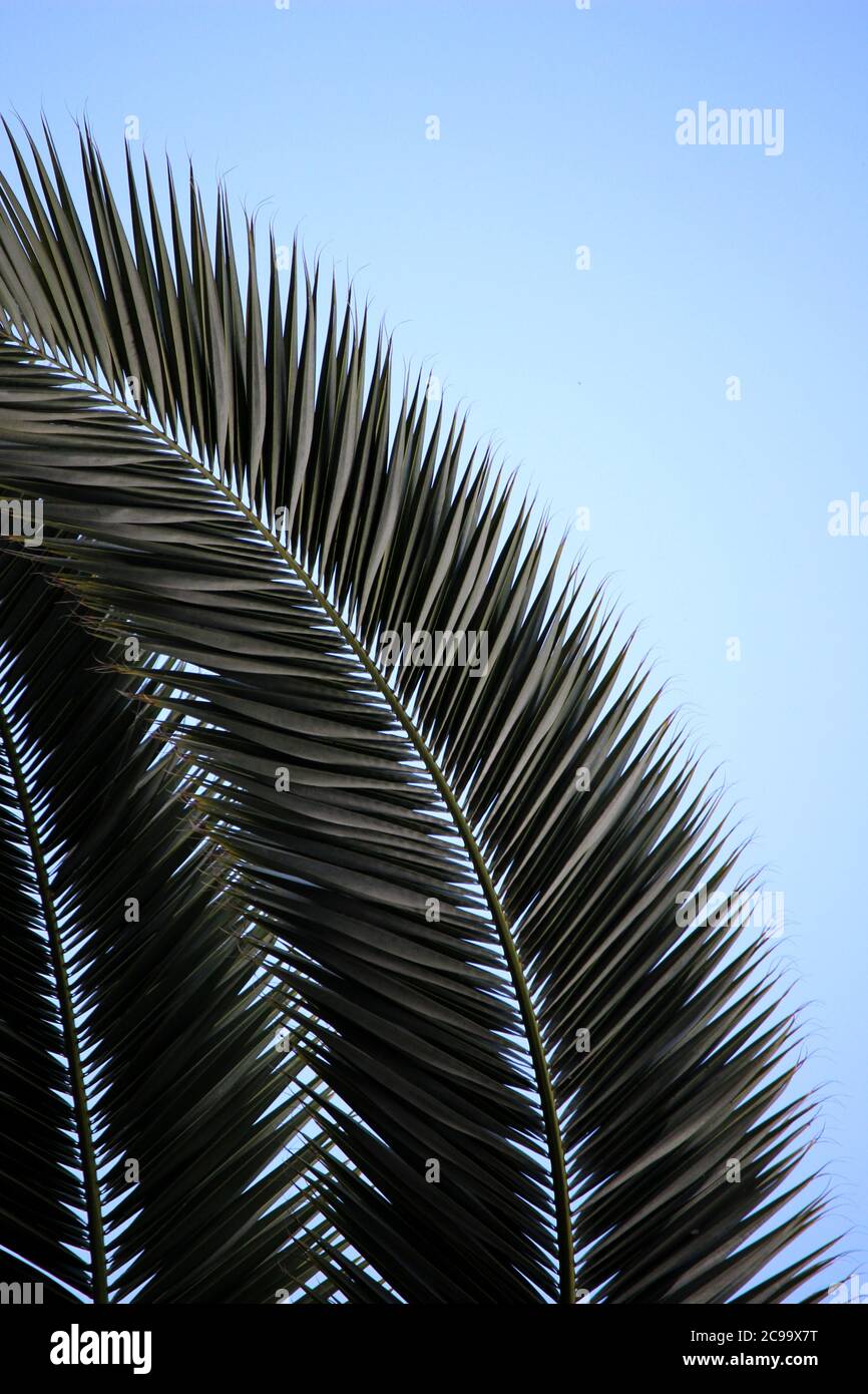 Low angle shot of a tropical palm tree branch under the blue sky Stock ...