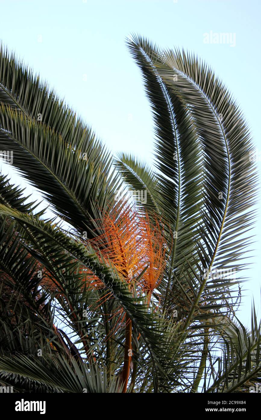 Low angle shot of a tropical palm tree branch under the blue sky Stock ...