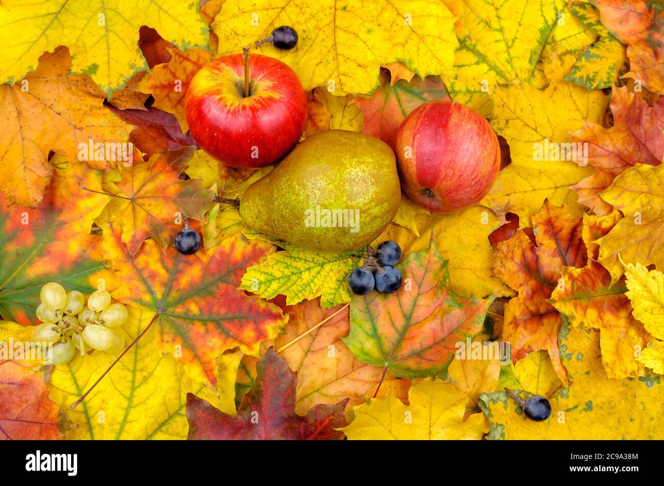Autumn leaves and fruits in the background Stock Photo - Alamy