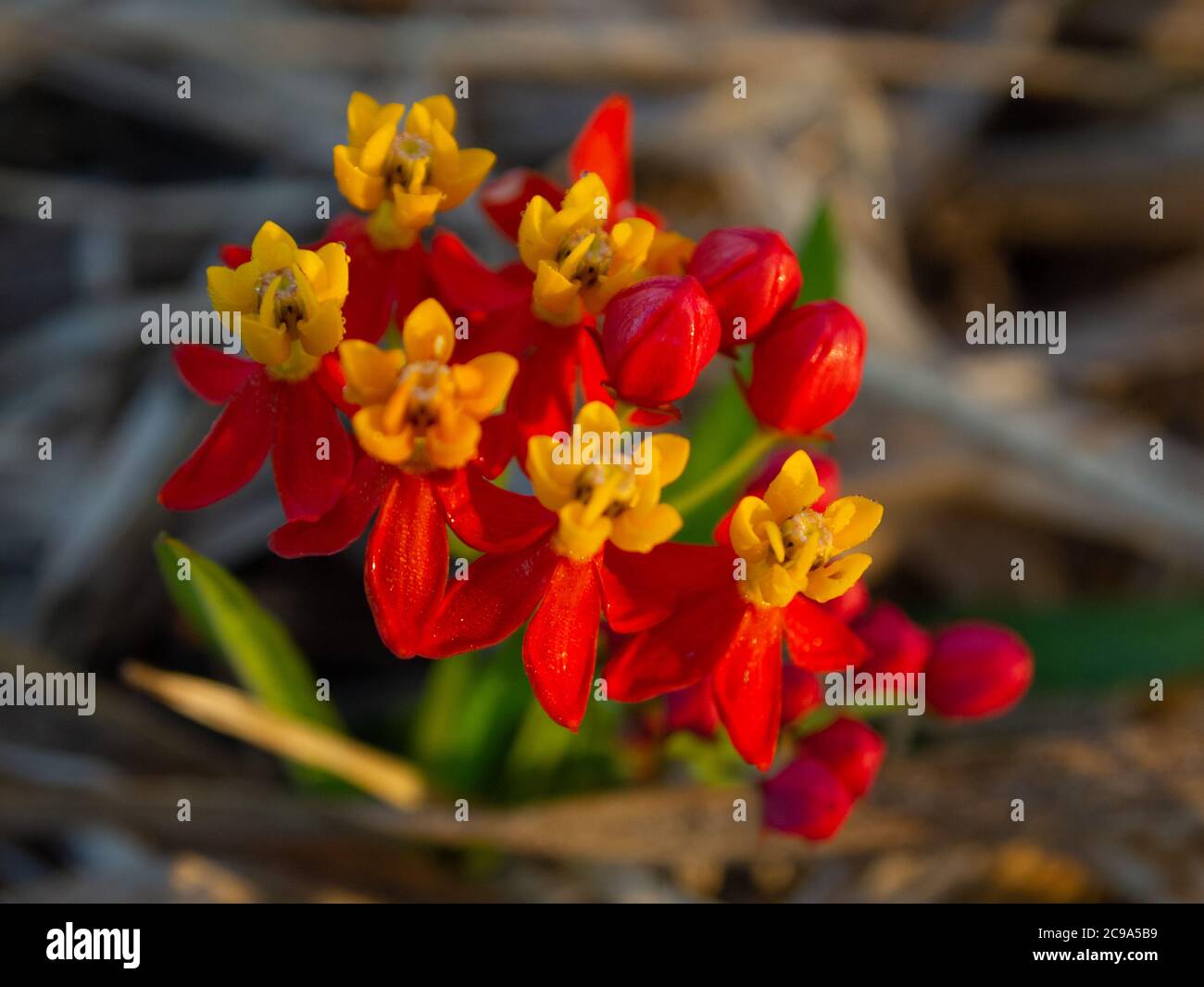 Bloodflower. Closeup beautiful and exotic flowers with yellow and red petals of Asclepias Curassavica Stock Photo