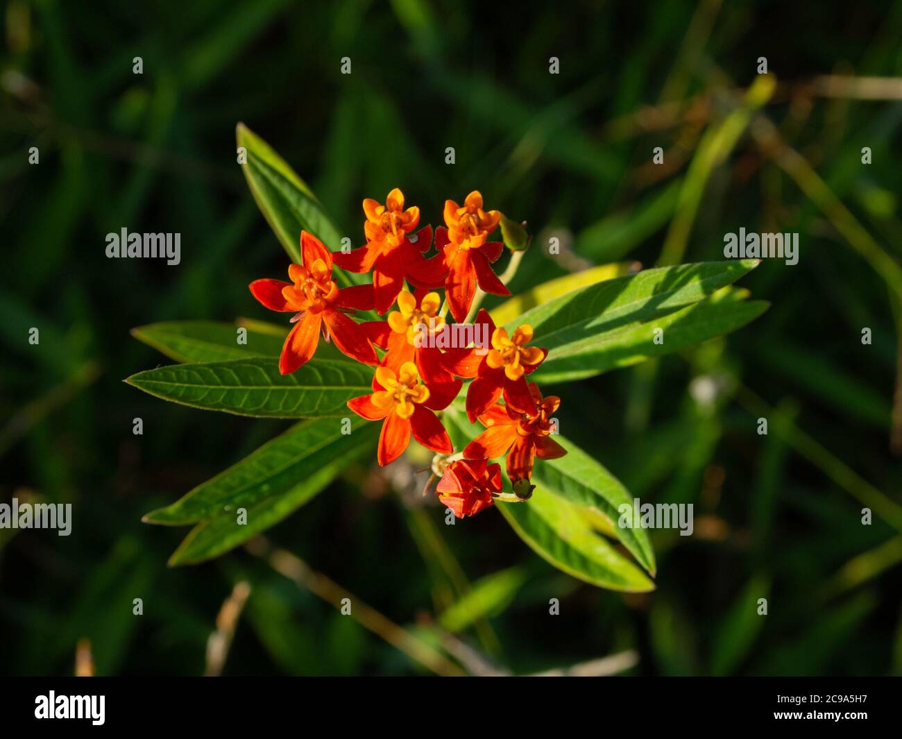 Bloodflower. Closeup beautiful and exotic flowers with yellow and red petals of Asclepias Curassavica Stock Photo