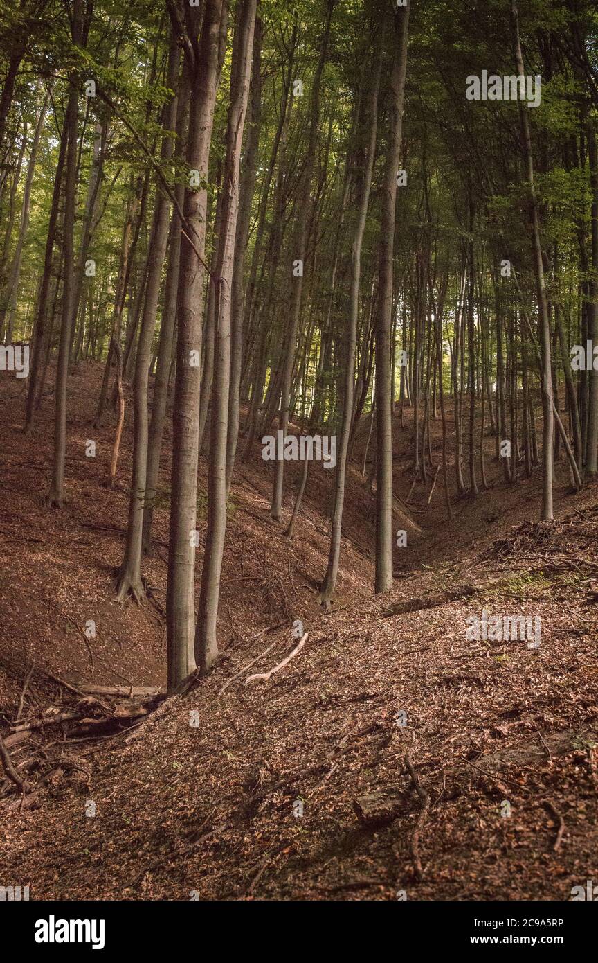 Tall vertical shot hi-res stock photography and images - Alamy