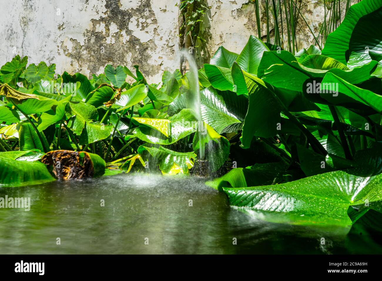 Green leaves water splashing hi-res stock photography and images - Alamy
